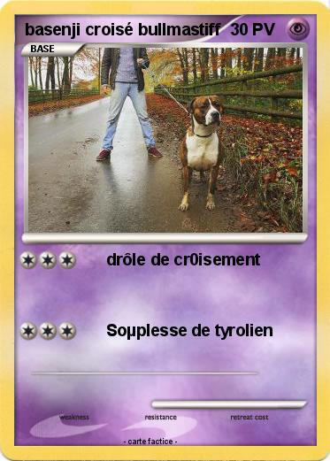 Pokemon basenji croisé bullmastiff