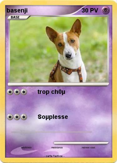 Pokemon basenji