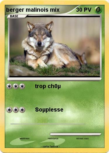 Pokemon berger malinois mix