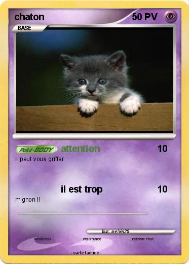 Pokemon chaton