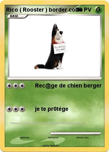 Pokemon Rico ( Rooster ) border collie