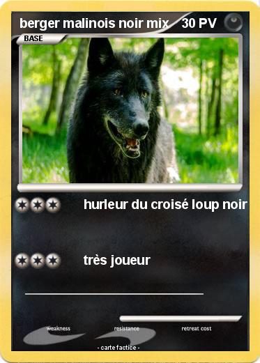 Pokemon berger malinois noir mix