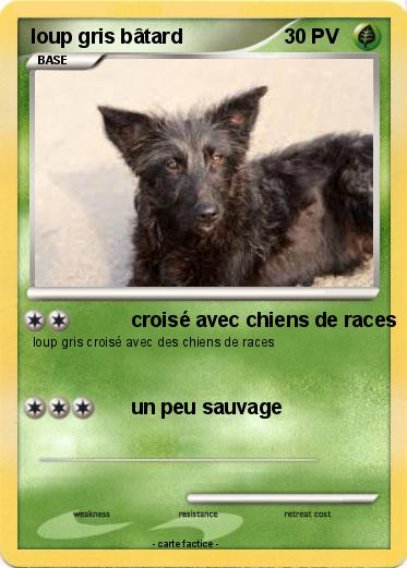 Pokemon loup gris bâtard
