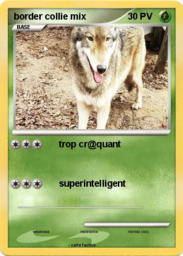 Pokemon border collie mix