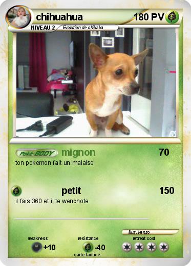 Pokemon chihuahua