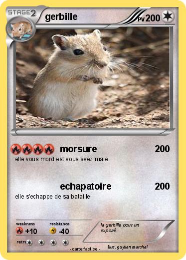 Pokemon gerbille
