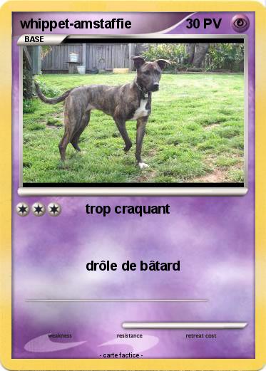 Pokemon whippet-amstaffie