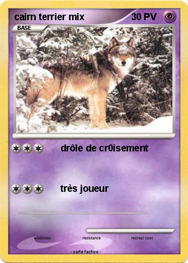 Pokemon cairn terrier mix