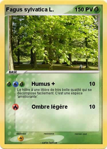 Pokemon Fagus sylvatica L.