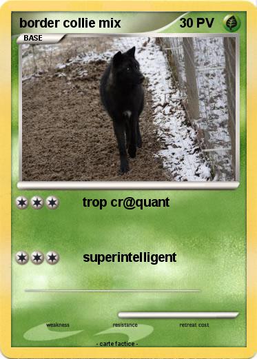 Pokemon border collie mix