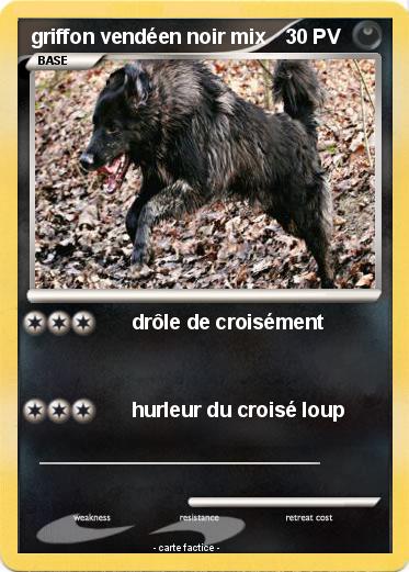 Pokemon griffon vendéen noir mix