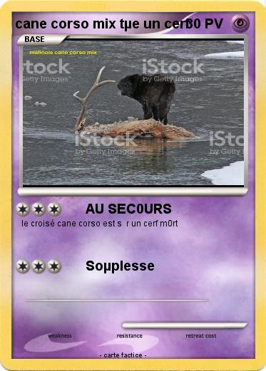 Pokemon cane corso mix tµe un cerf