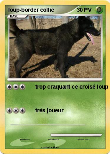 Pokemon loup-border collie
