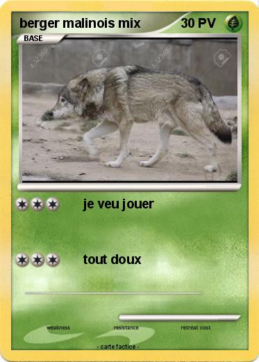 Pokemon berger malinois mix