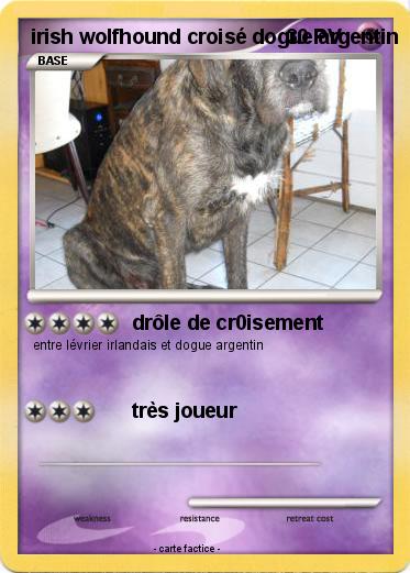Pokemon irish wolfhound croisé dogue argentin