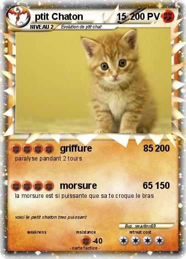 Pokemon ptit Chaton             15