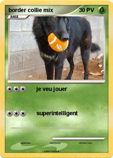 Pokemon border collie mix