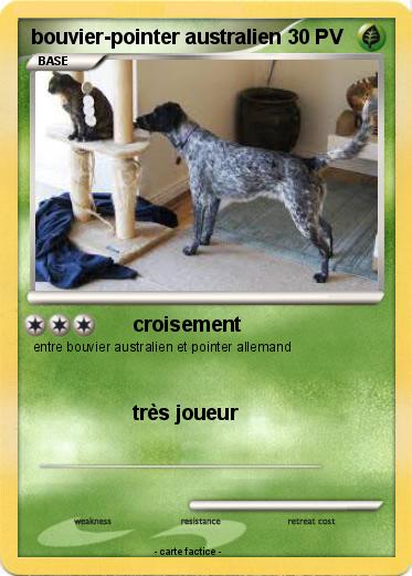 Pokemon bouvier-pointer australien