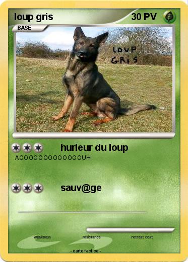 Pokemon loup gris