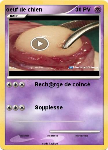 Pokemon oeuf de chien