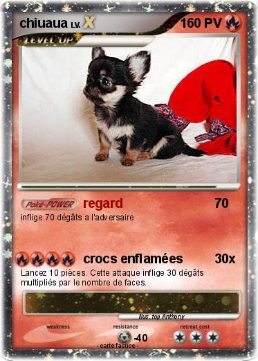 Pokemon chiuaua