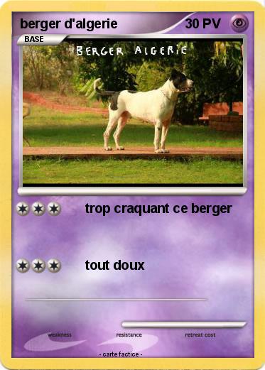 Pokemon berger d'algerie