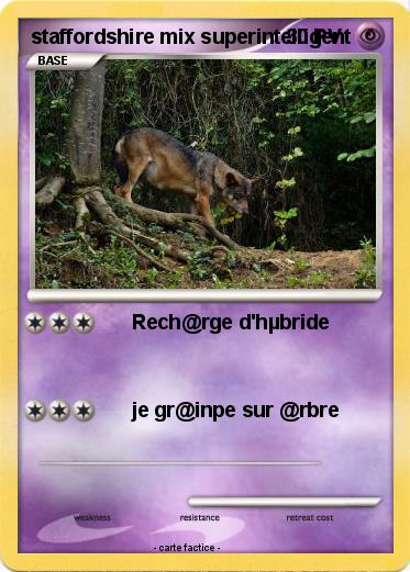 Pokemon staffordshire mix superintelligent