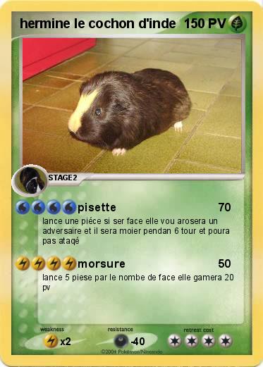 Pokemon hermine le cochon d'inde