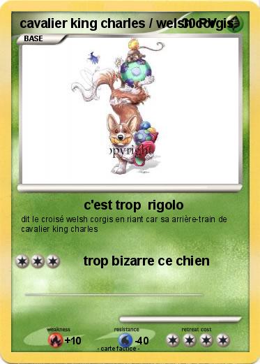 Pokemon cavalier king charles / welsh corgis