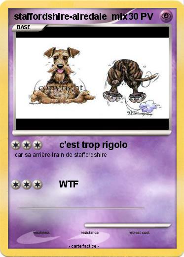 Pokemon staffordshire-airedale  mix