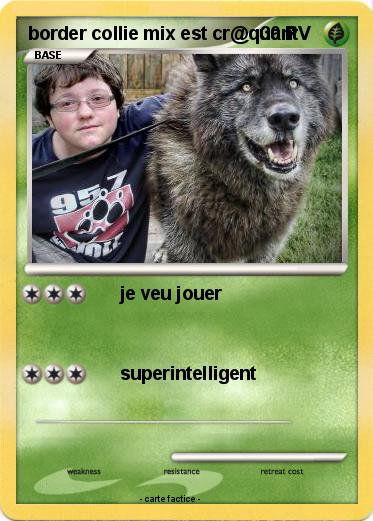 Pokemon border collie mix est cr@quant