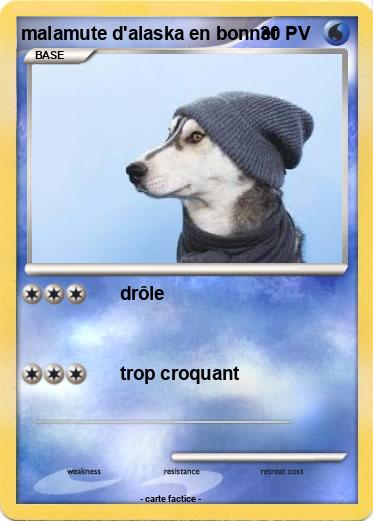 Pokemon malamute d'alaska en bonnet