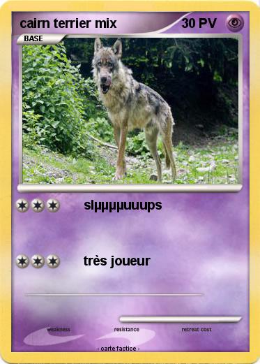 Pokemon cairn terrier mix