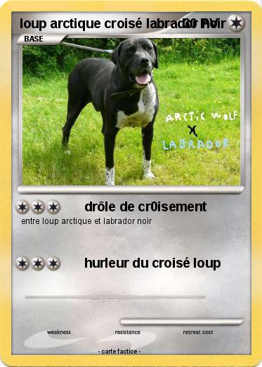 Pokemon loup arctique croisé labrador noir