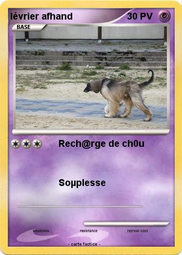 Pokemon lévrier afhand