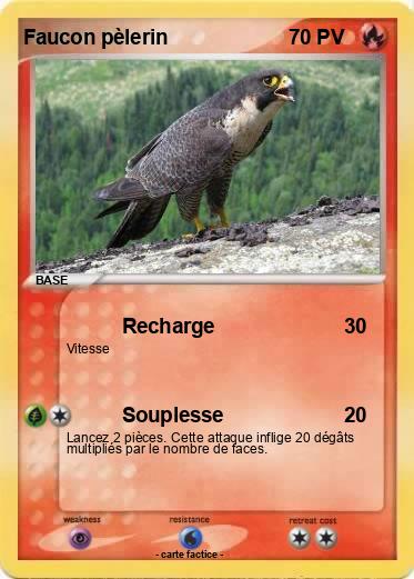 Pokemon Faucon pèlerin