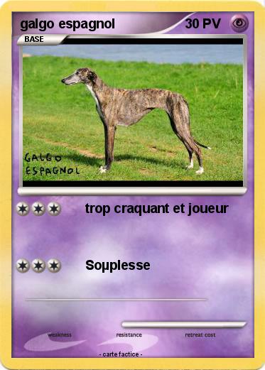 Pokemon galgo espagnol