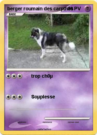 Pokemon berger roumain des carpthes