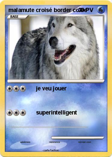 Pokemon malamute croisé border collie
