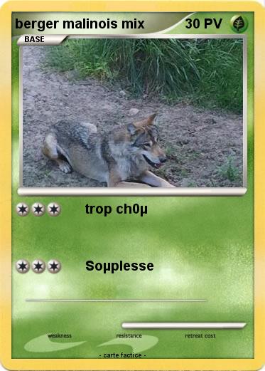Pokemon berger malinois mix