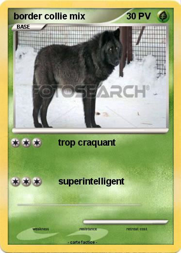 Pokemon border collie mix