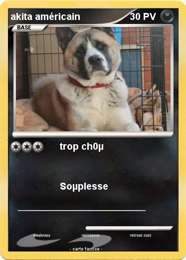 Pokemon akita américain