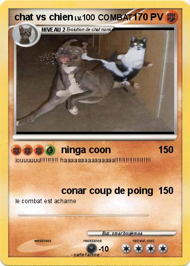 Pokemon chat vs chien