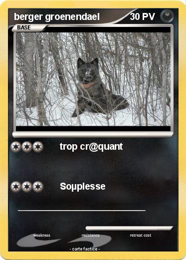 Pokemon berger groenendael