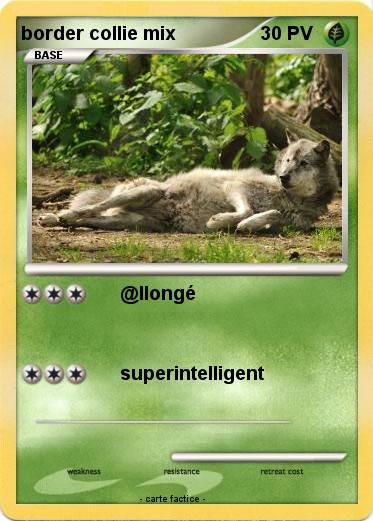 Pokemon border collie mix