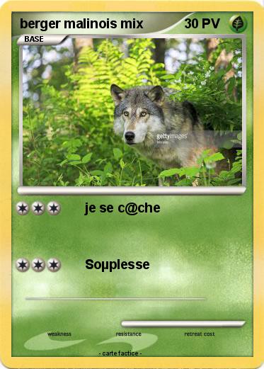 Pokemon berger malinois mix