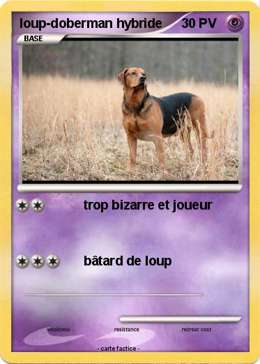 Pokemon loup-doberman hybride