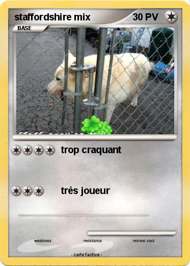 Pokemon staffordshire mix