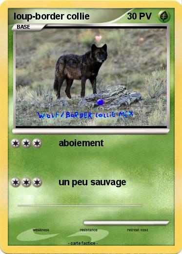 Pokemon loup-border collie