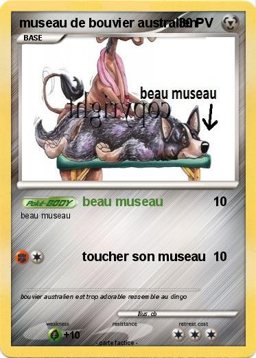 Pokemon museau de bouvier australien